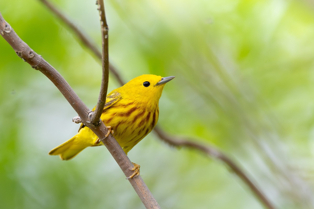 Yellow Warbler - ML638642754