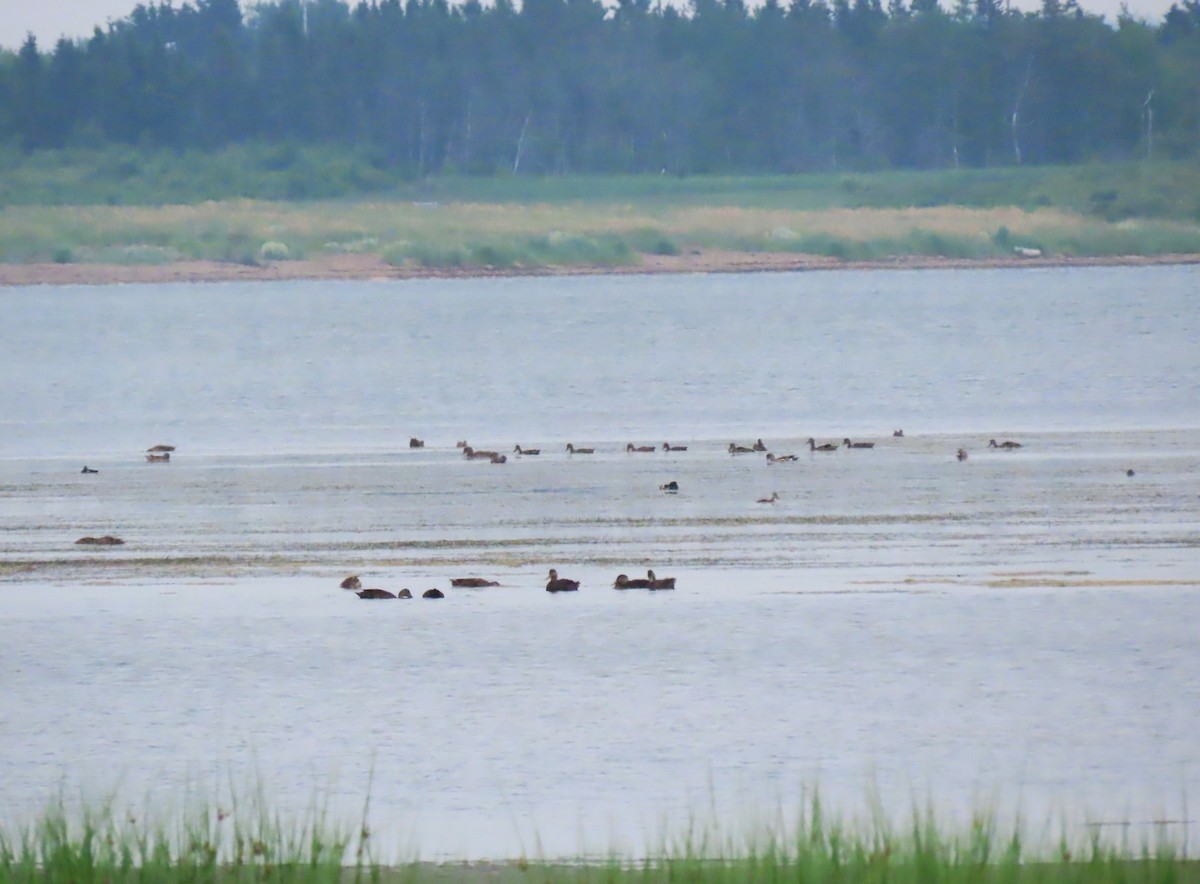 American Black Duck - ML638642757