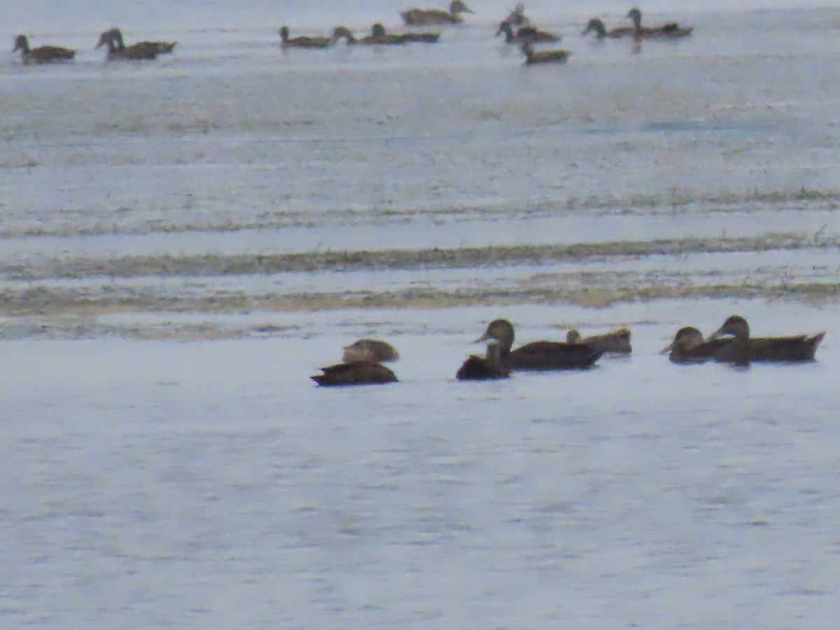 American Black Duck - ML638642758
