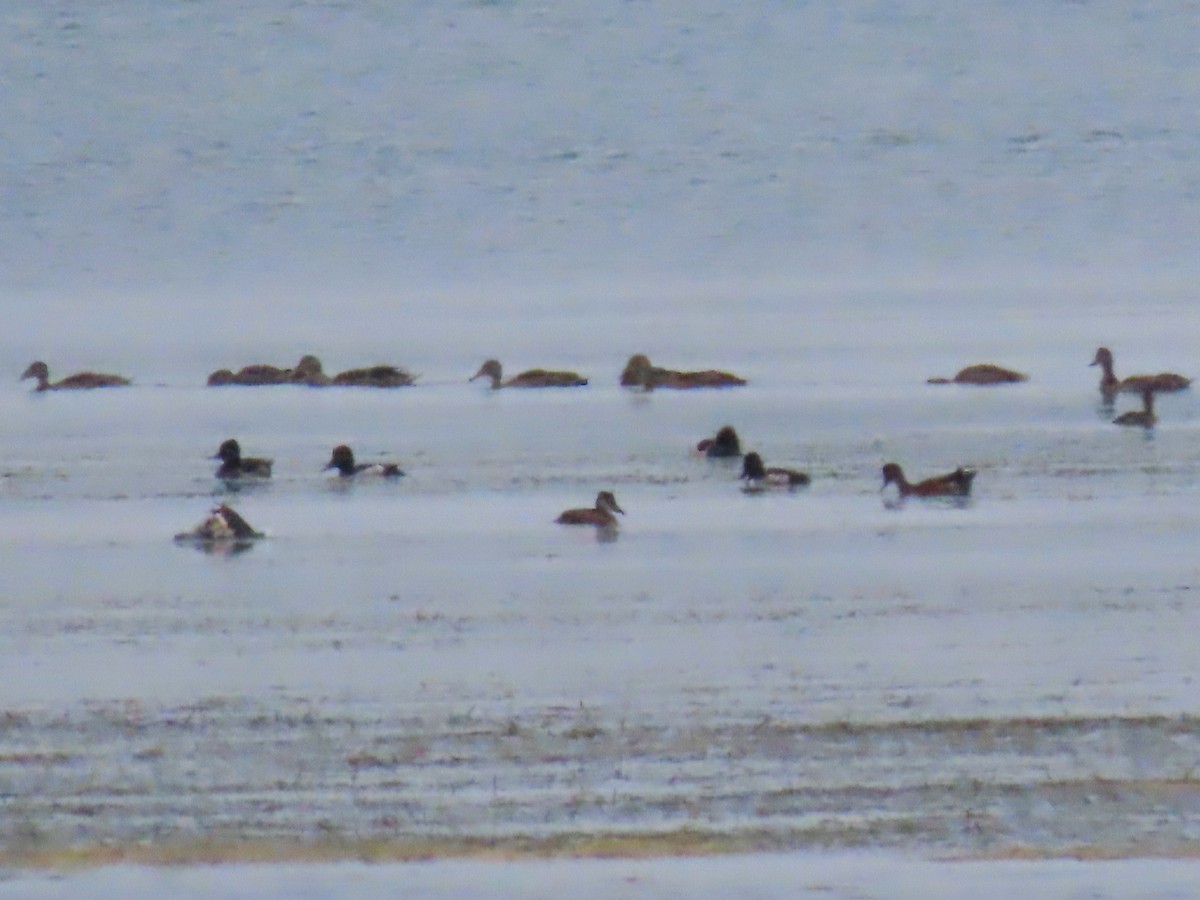 American Black Duck - ML638642759