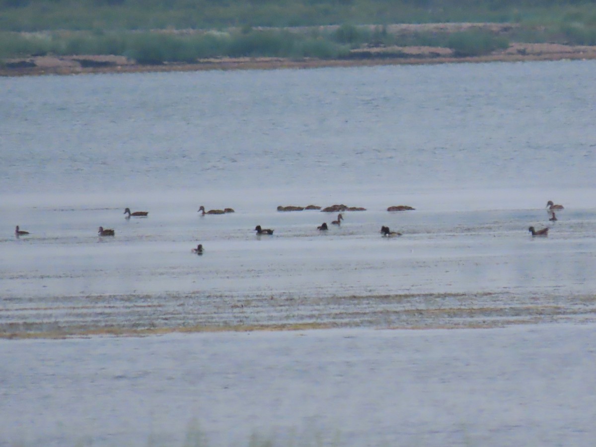 American Black Duck - ML638642760