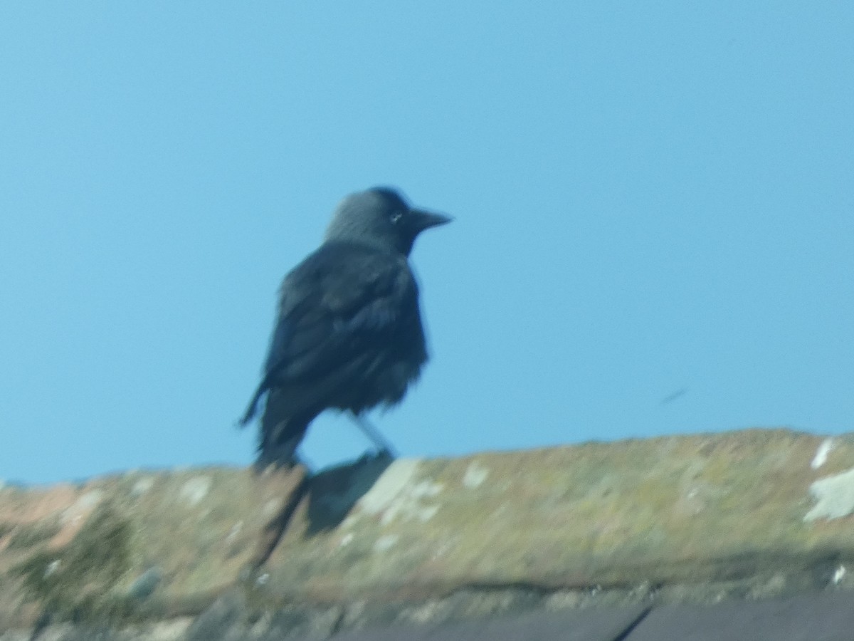 Eurasian Jackdaw - ML638642773