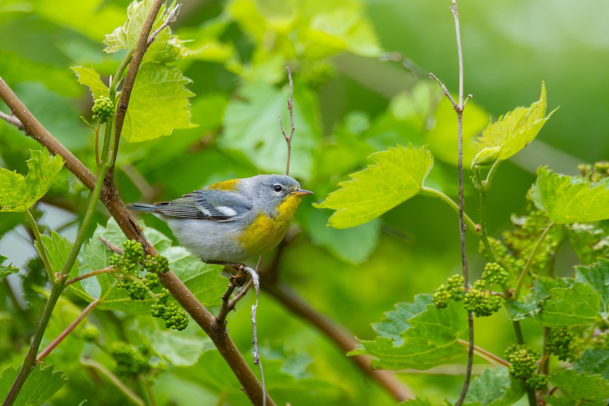 Northern Parula - ML638642778