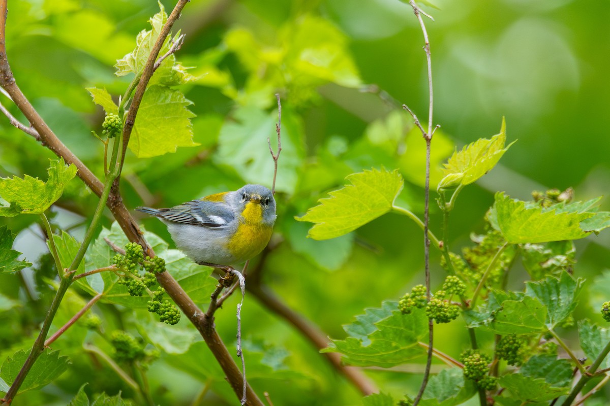 Northern Parula - ML638642779