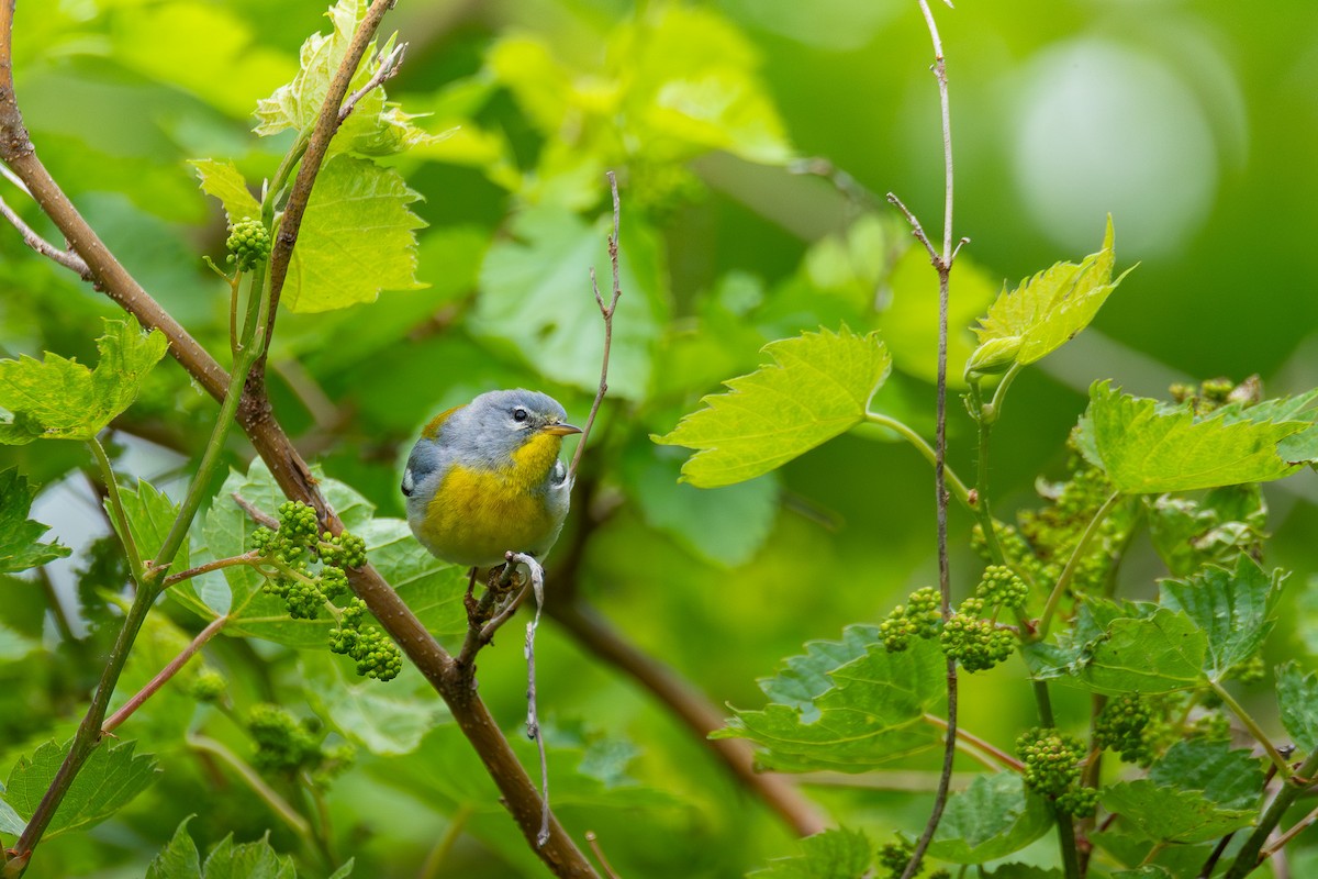 Northern Parula - ML638642783