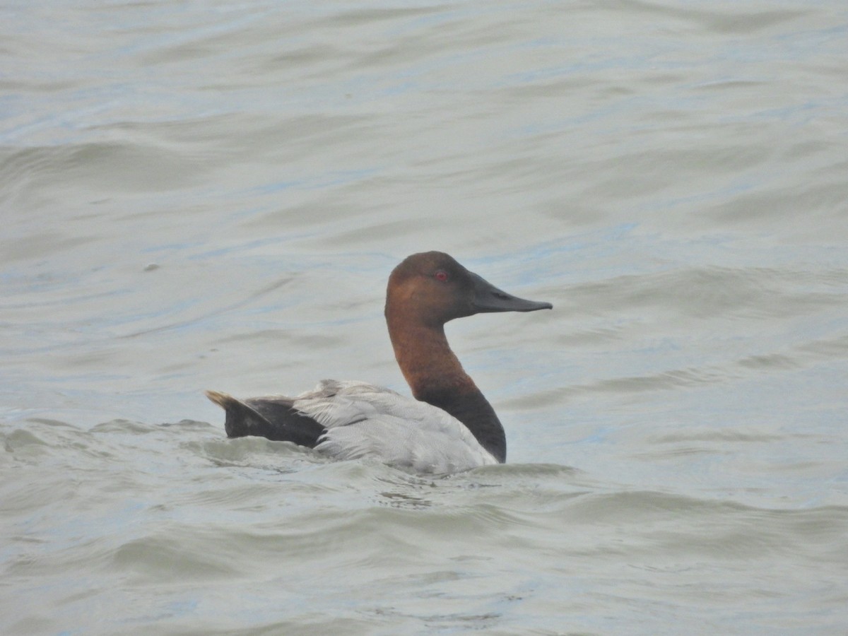 Canvasback - ML638642790