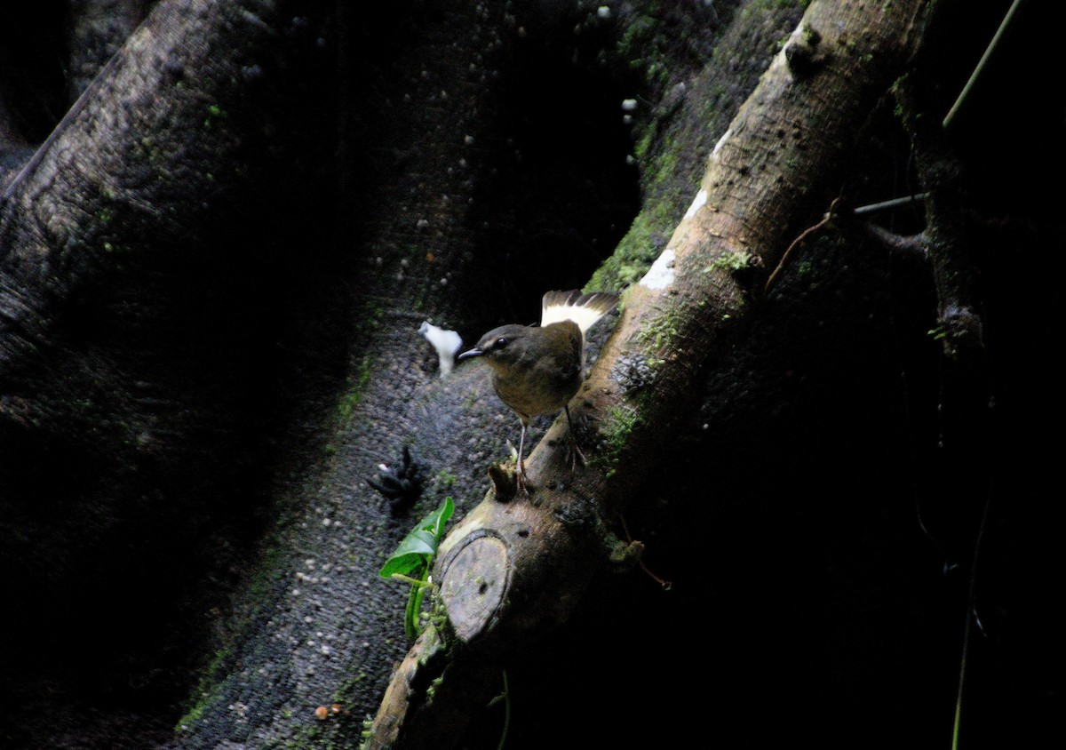 Buff-rumped Warbler - ML638642796