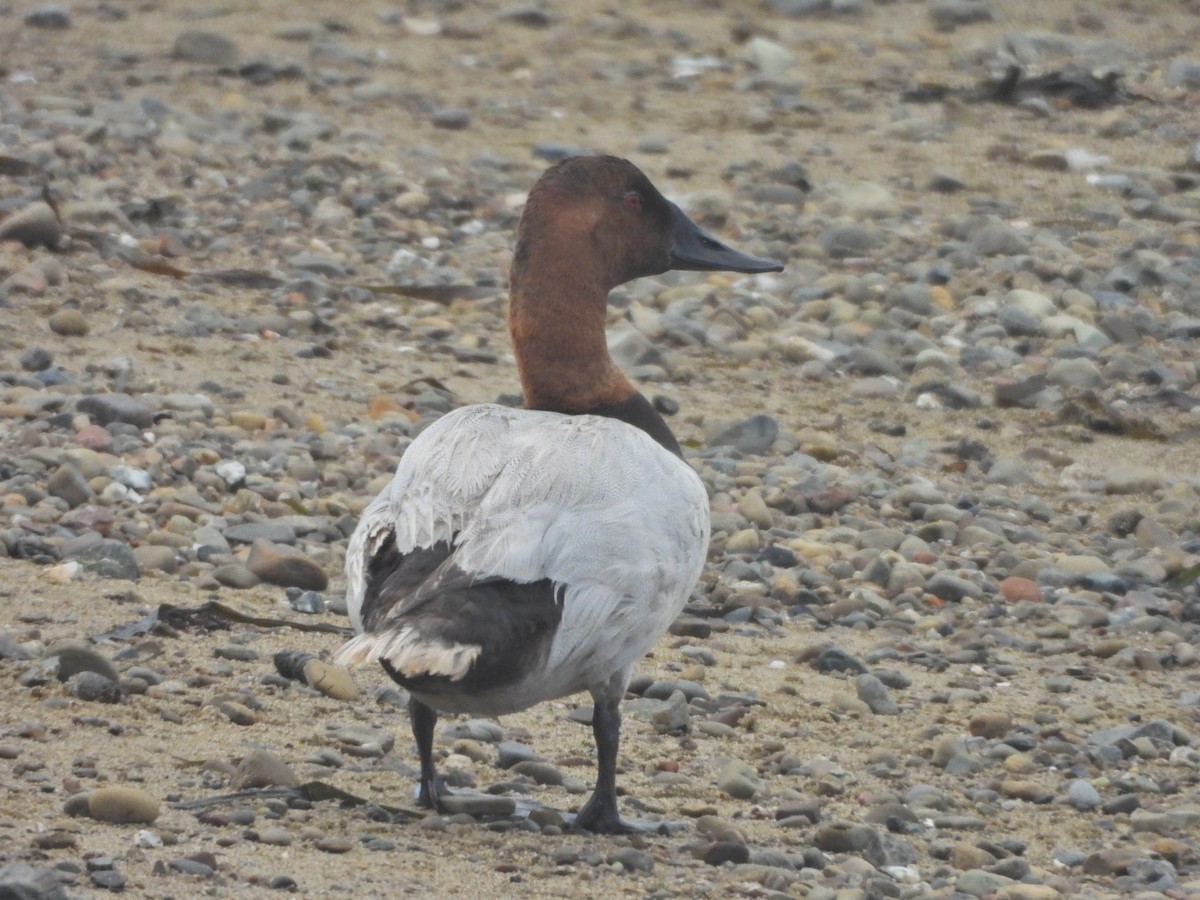 Canvasback - ML638642802