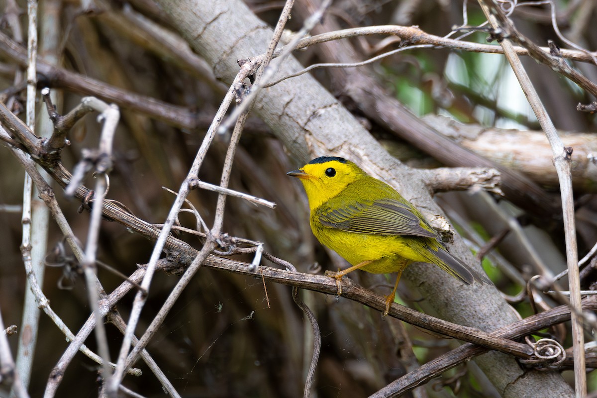 Wilson's Warbler - ML638642812