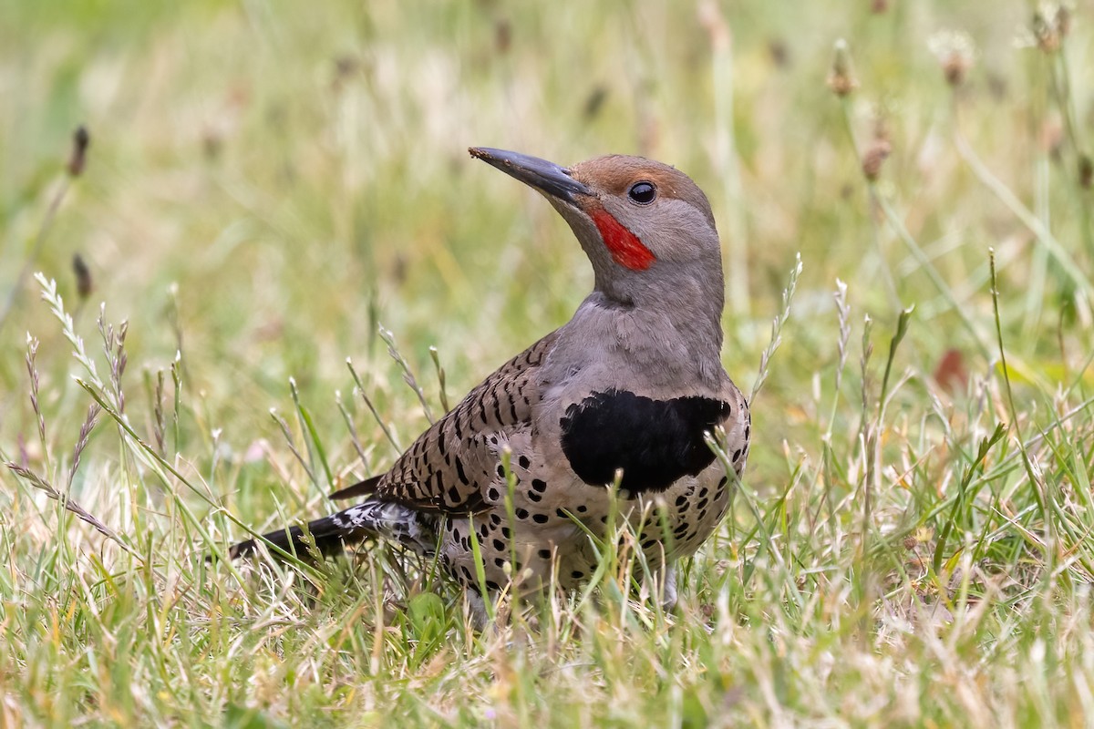 Northern Flicker - ML638642831