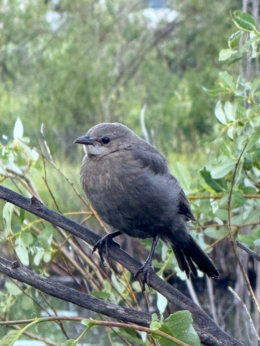 Brewer's Blackbird - ML638642856