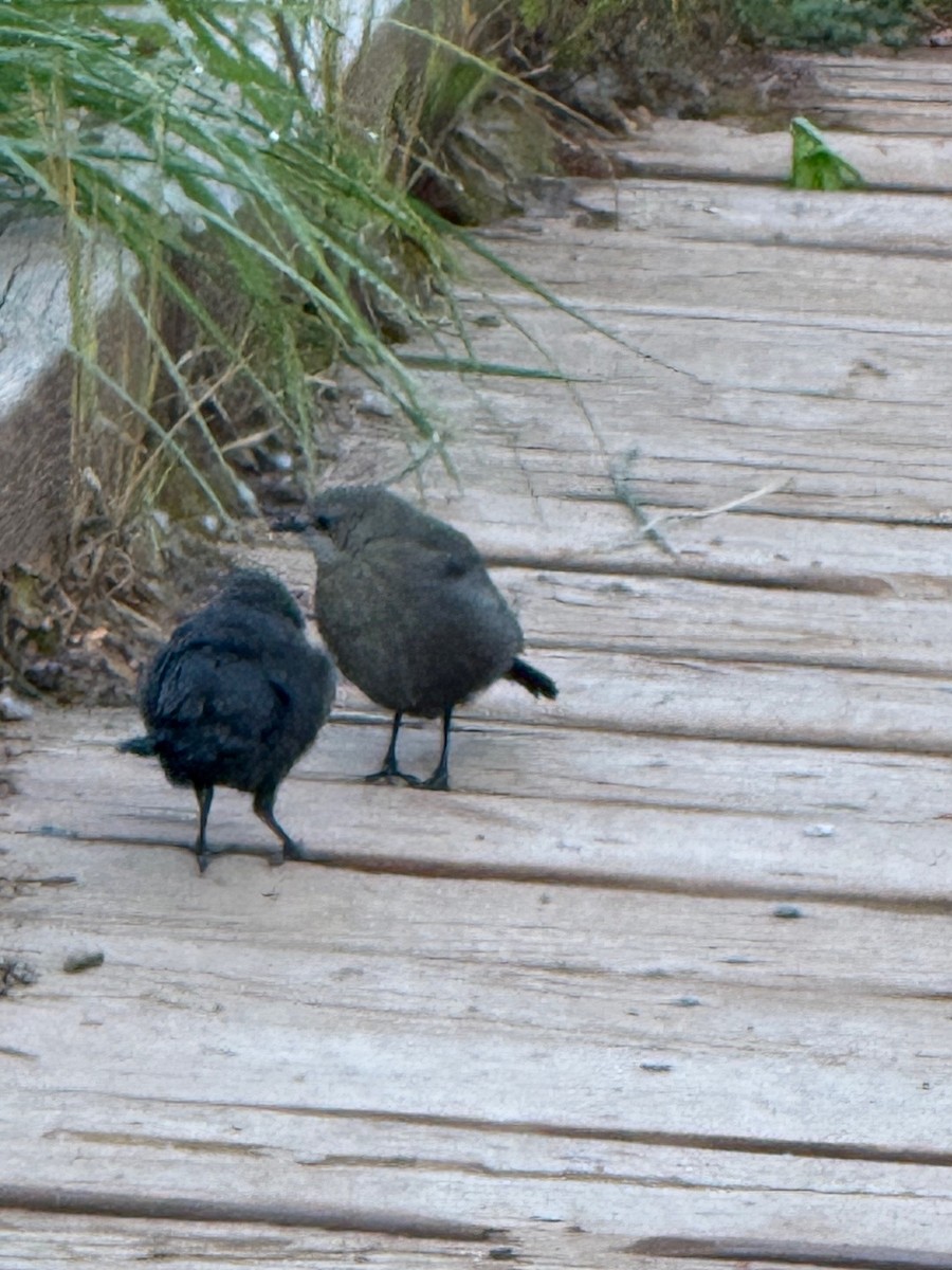 Brewer's Blackbird - ML638642857