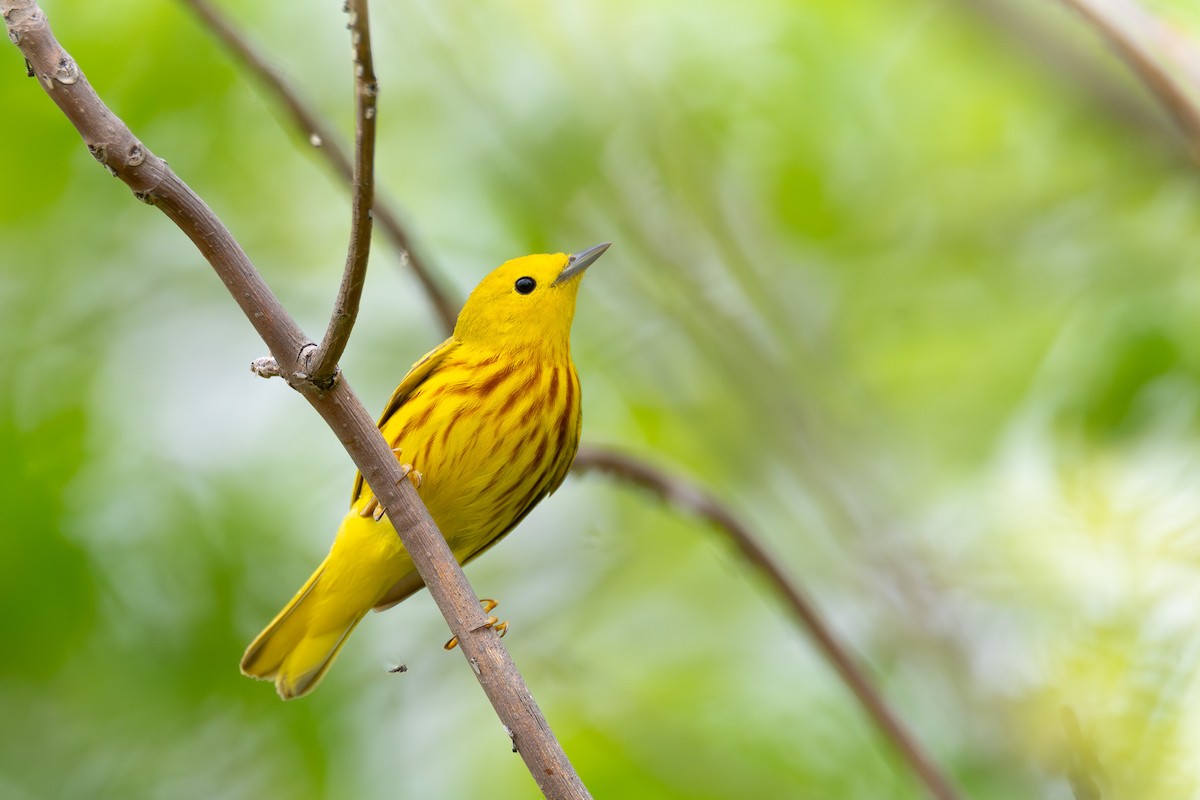 Yellow Warbler - ML638642870