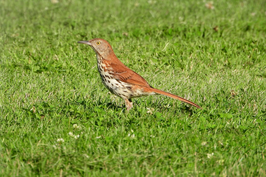 brunspottefugl - ML638642871
