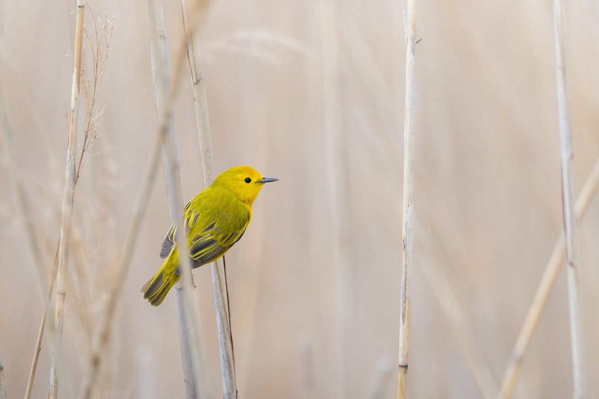 Yellow Warbler - ML638642877