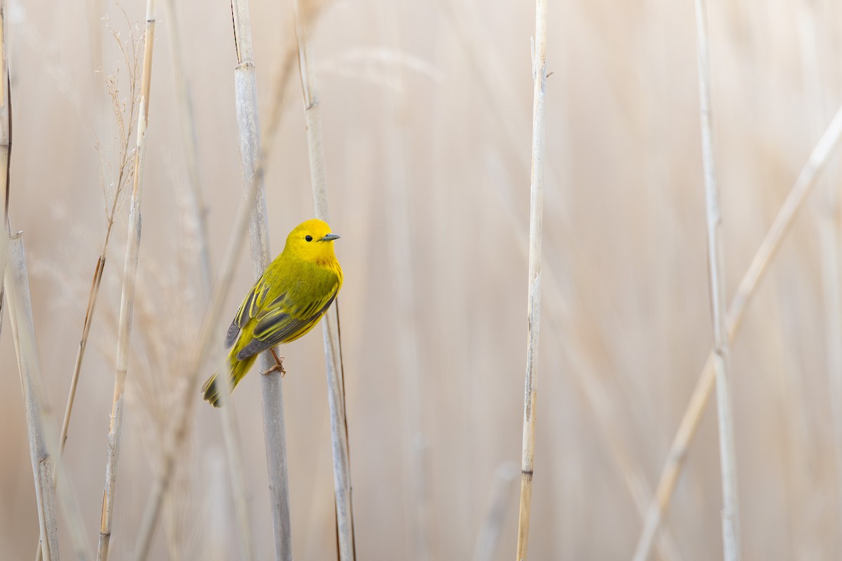 Yellow Warbler - ML638642878