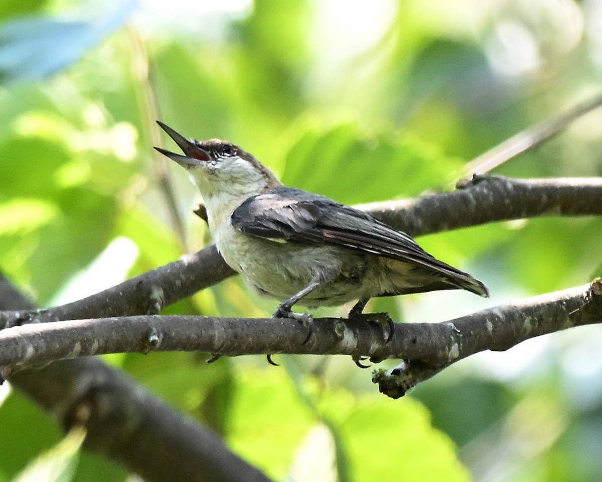 Brown-headed Nuthatch - ML638642887