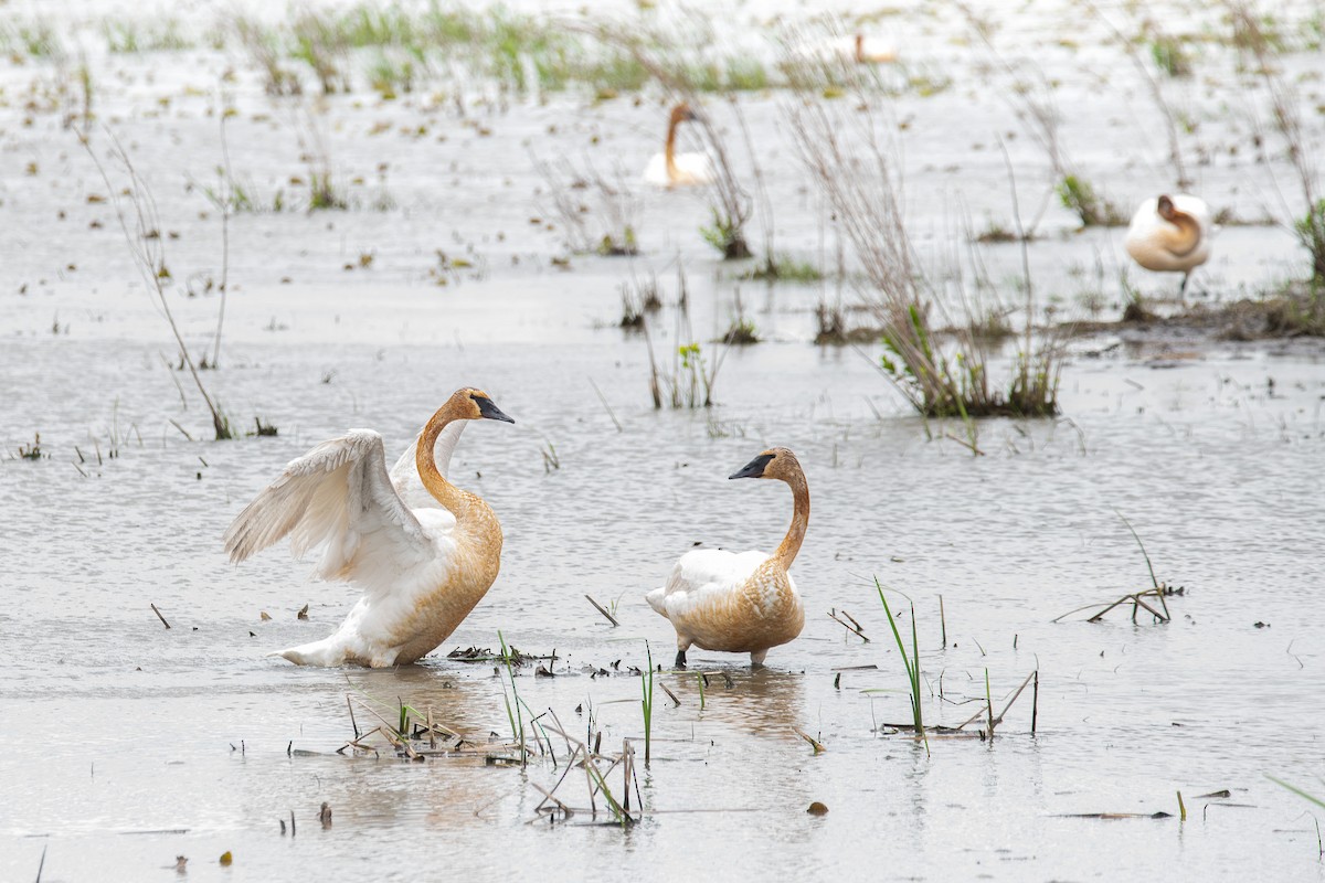 Trumpeter Swan - ML638642899