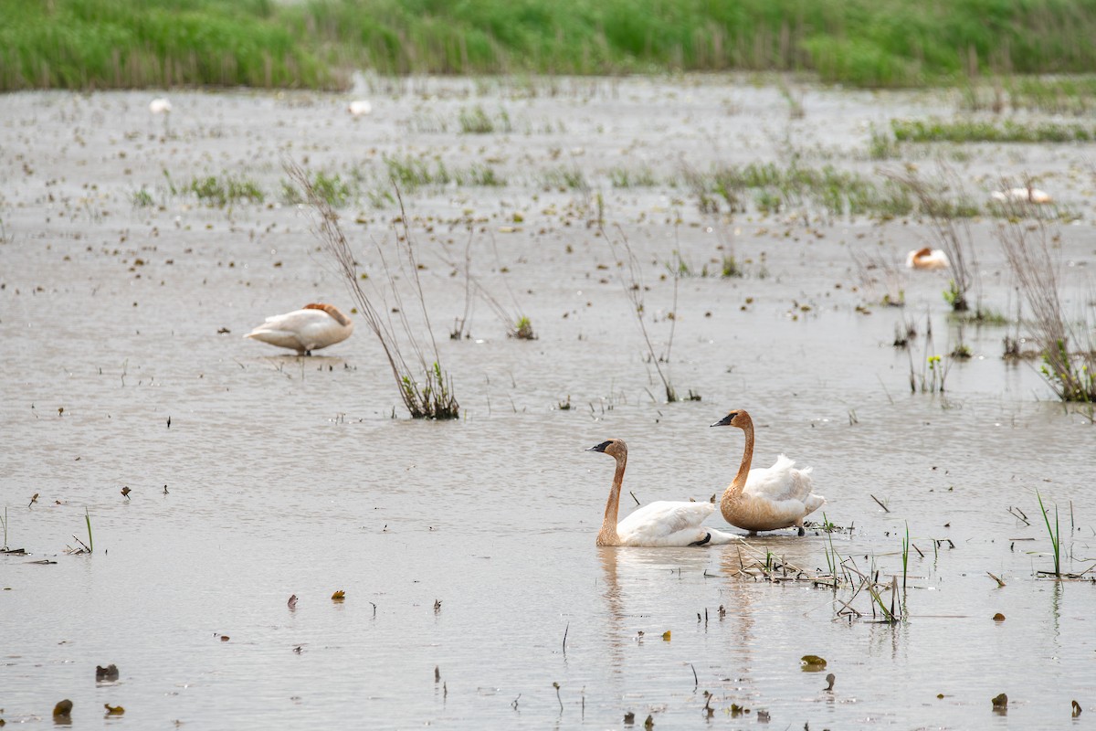 Trumpeter Swan - ML638642902