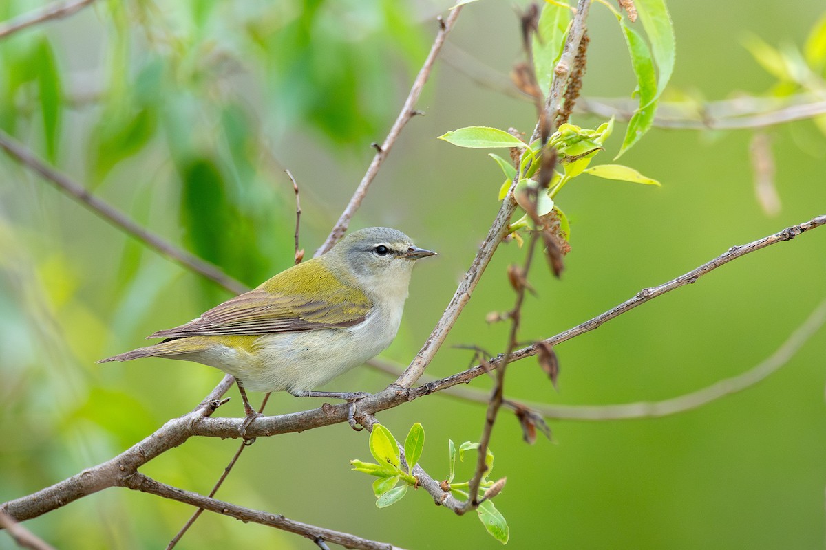 Tennessee Warbler - ML638642920