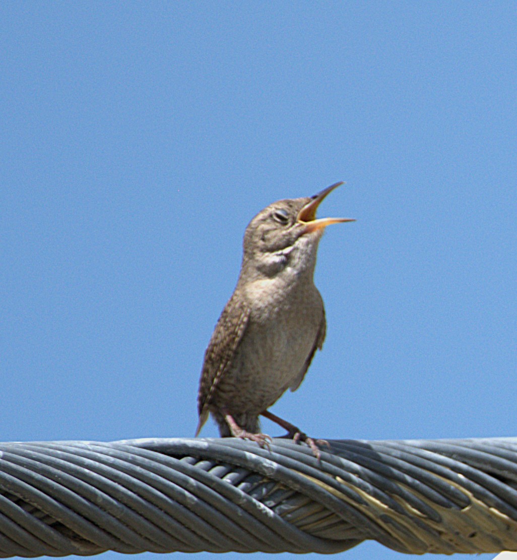 Northern House Wren - ML638642922