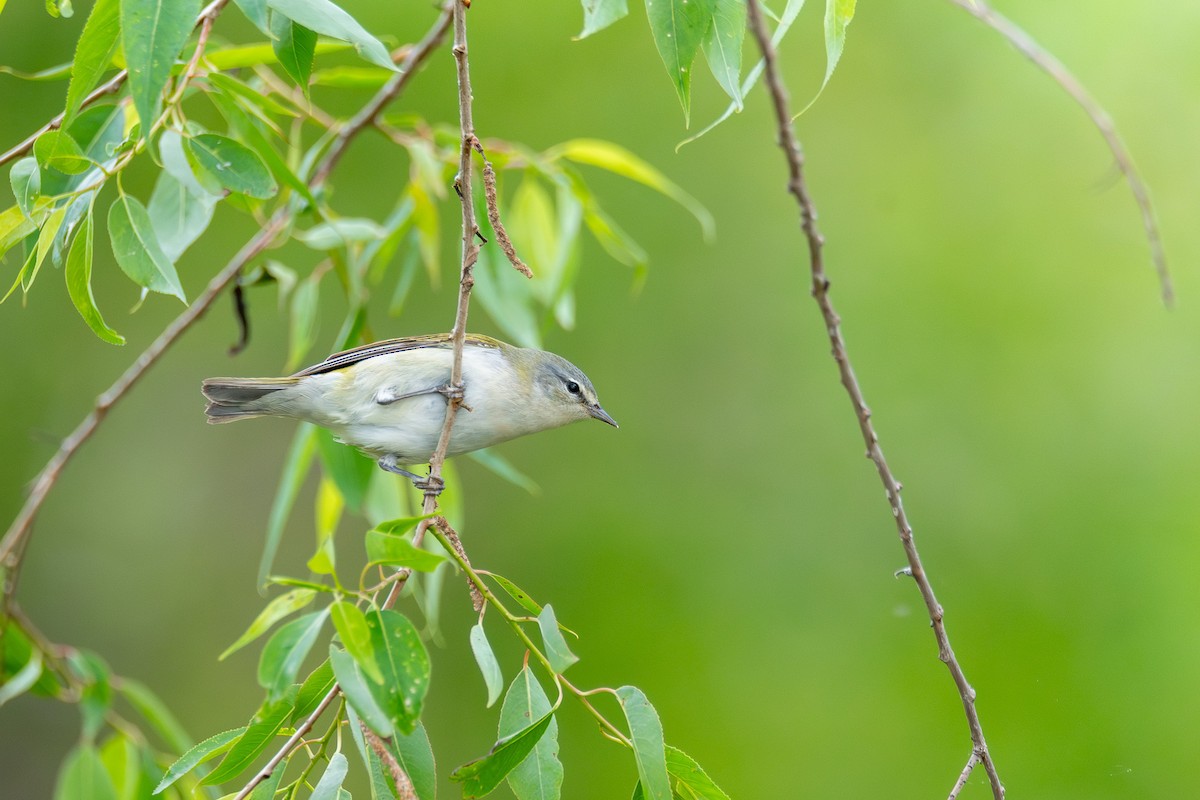 Tennessee Warbler - ML638642929
