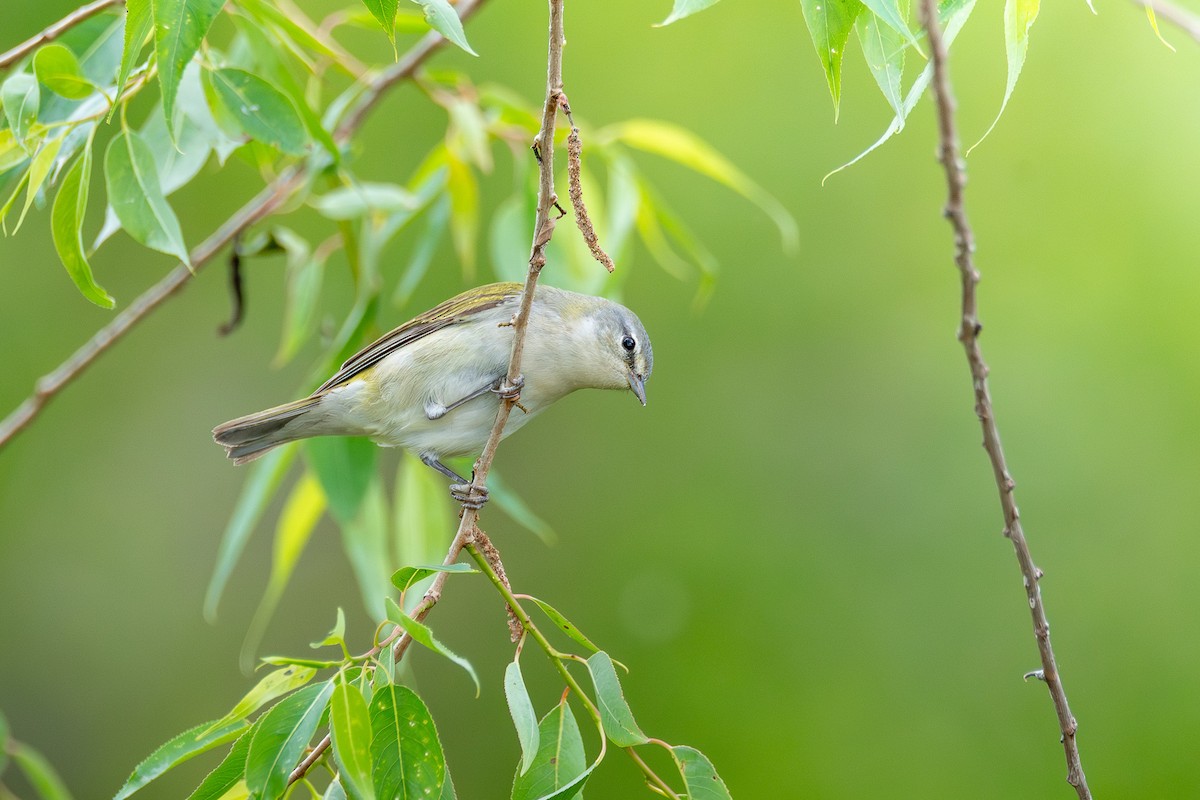Tennessee Warbler - ML638642931