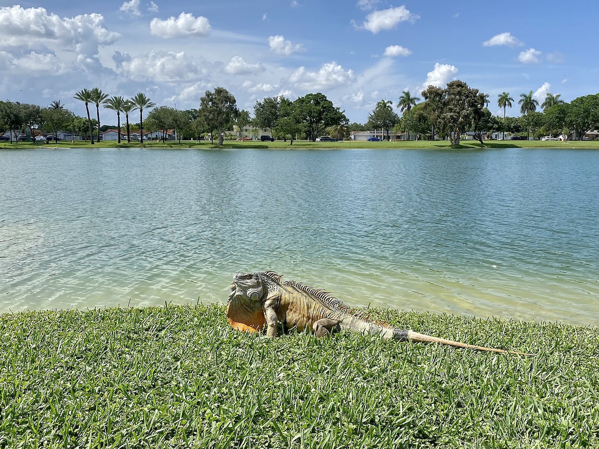 Green Iguana - ML638642940
