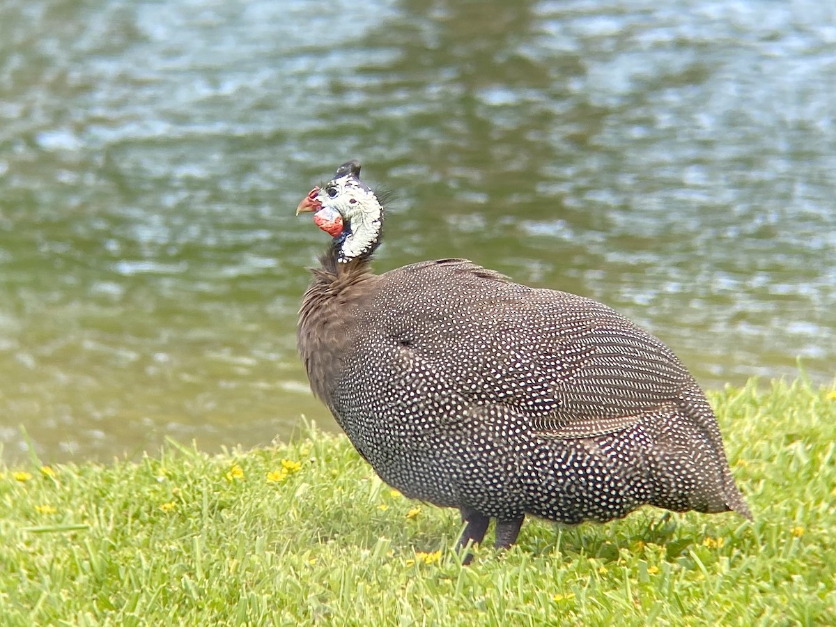 Helmeted Guineafowl (Domestic type) - ML638642947