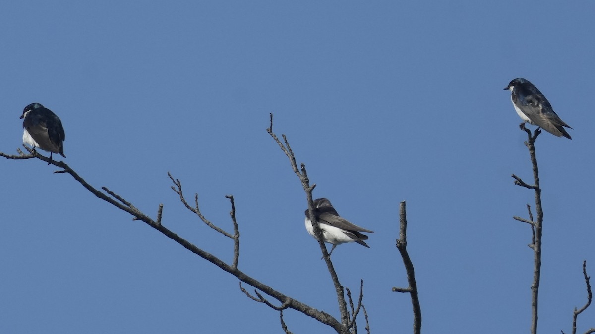 Tree Swallow - ML638642959