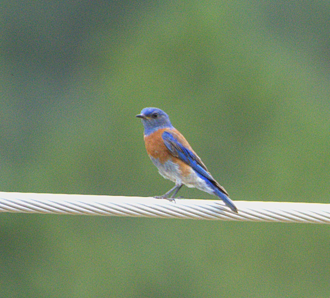Western Bluebird - ML638642963