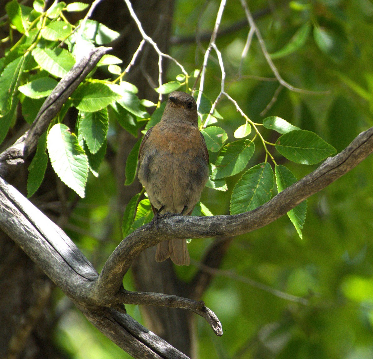 Western Bluebird - ML638642970