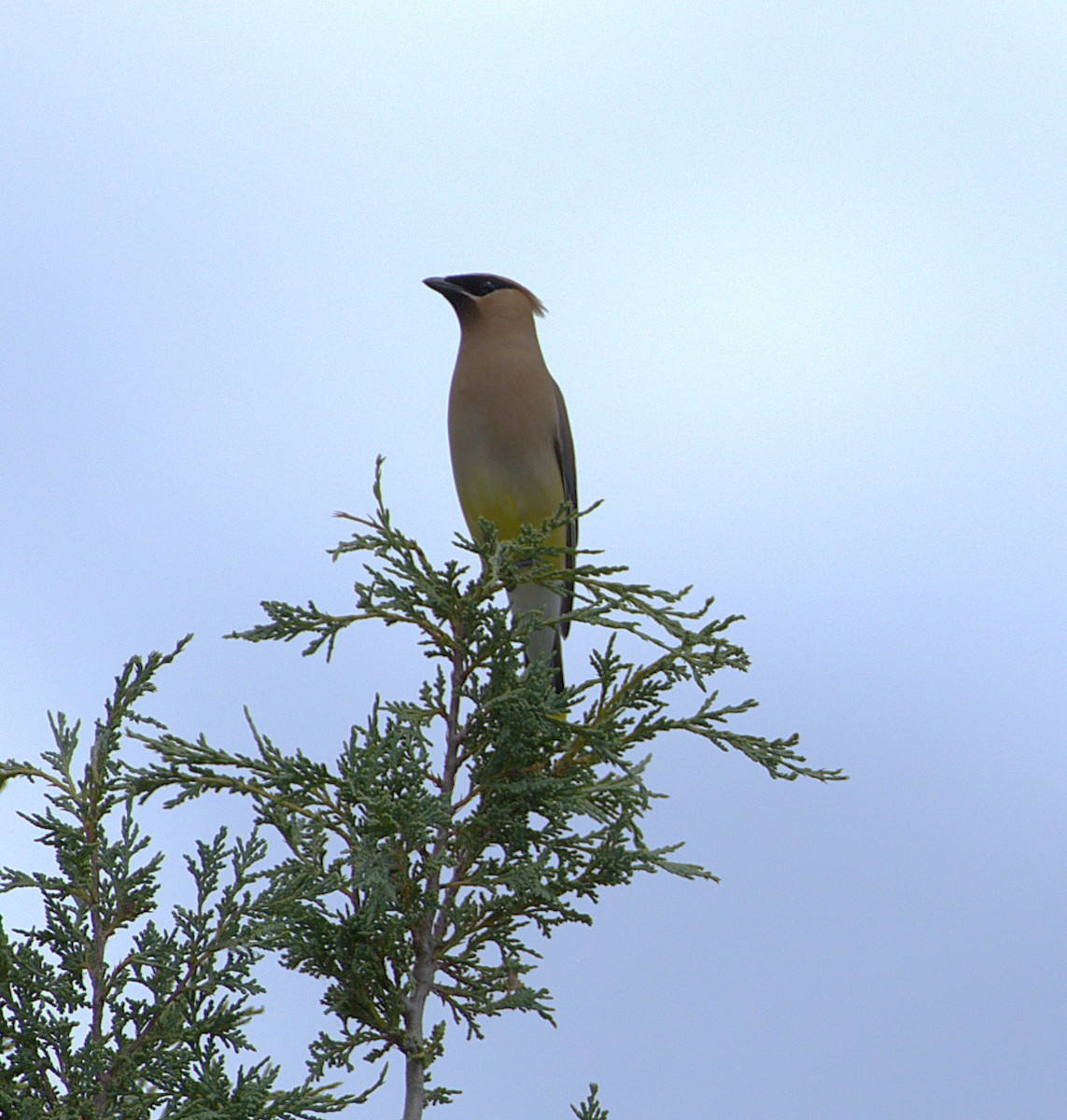 Cedar Waxwing - ML638642997