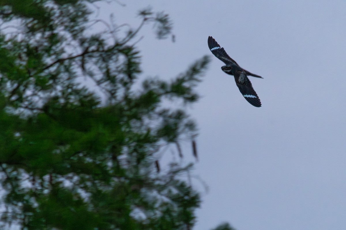 Common Nighthawk - ML638643018