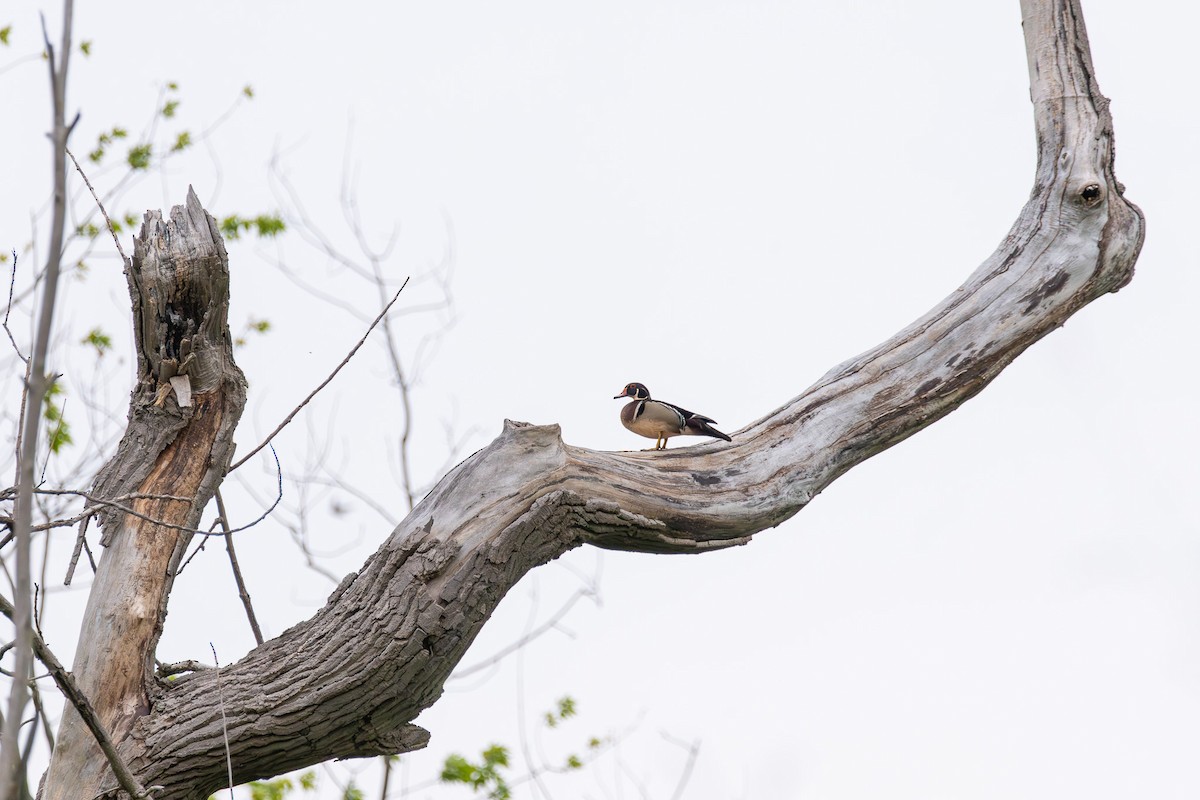 美洲鴛鴦 - ML638643020