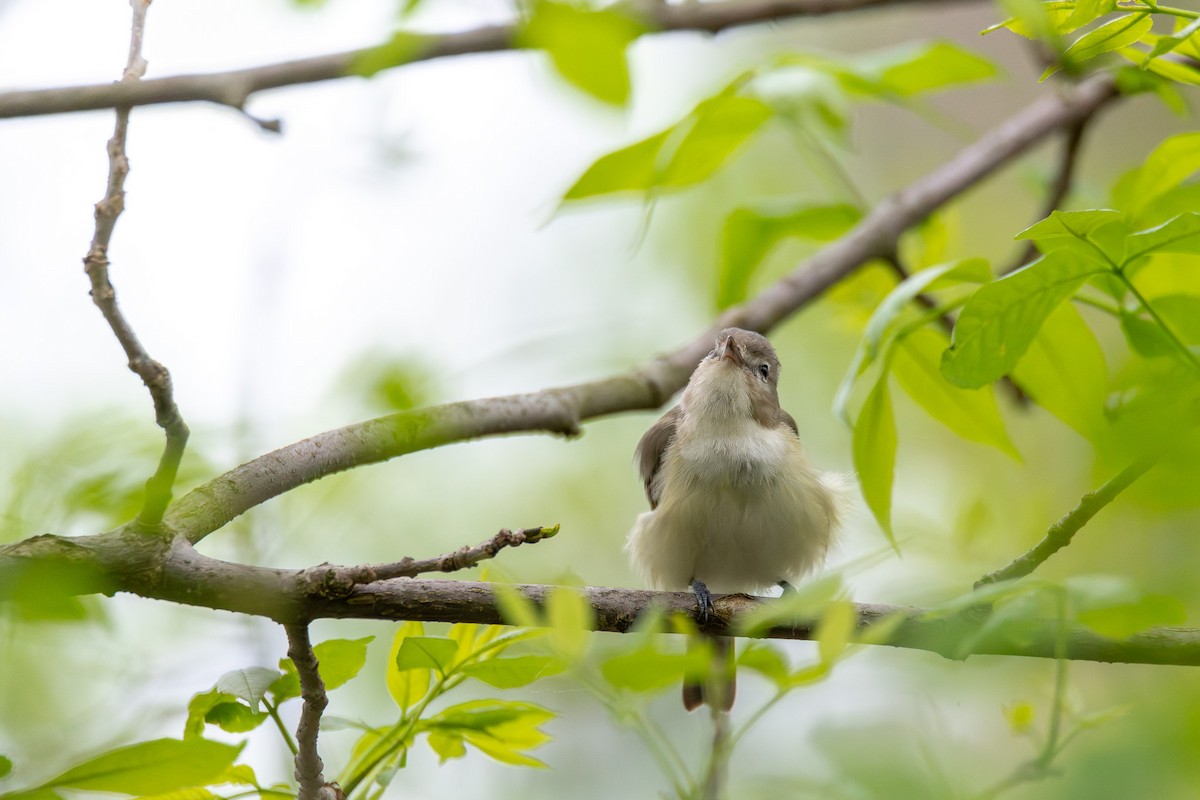 Eastern Warbling Vireo - ML638643026
