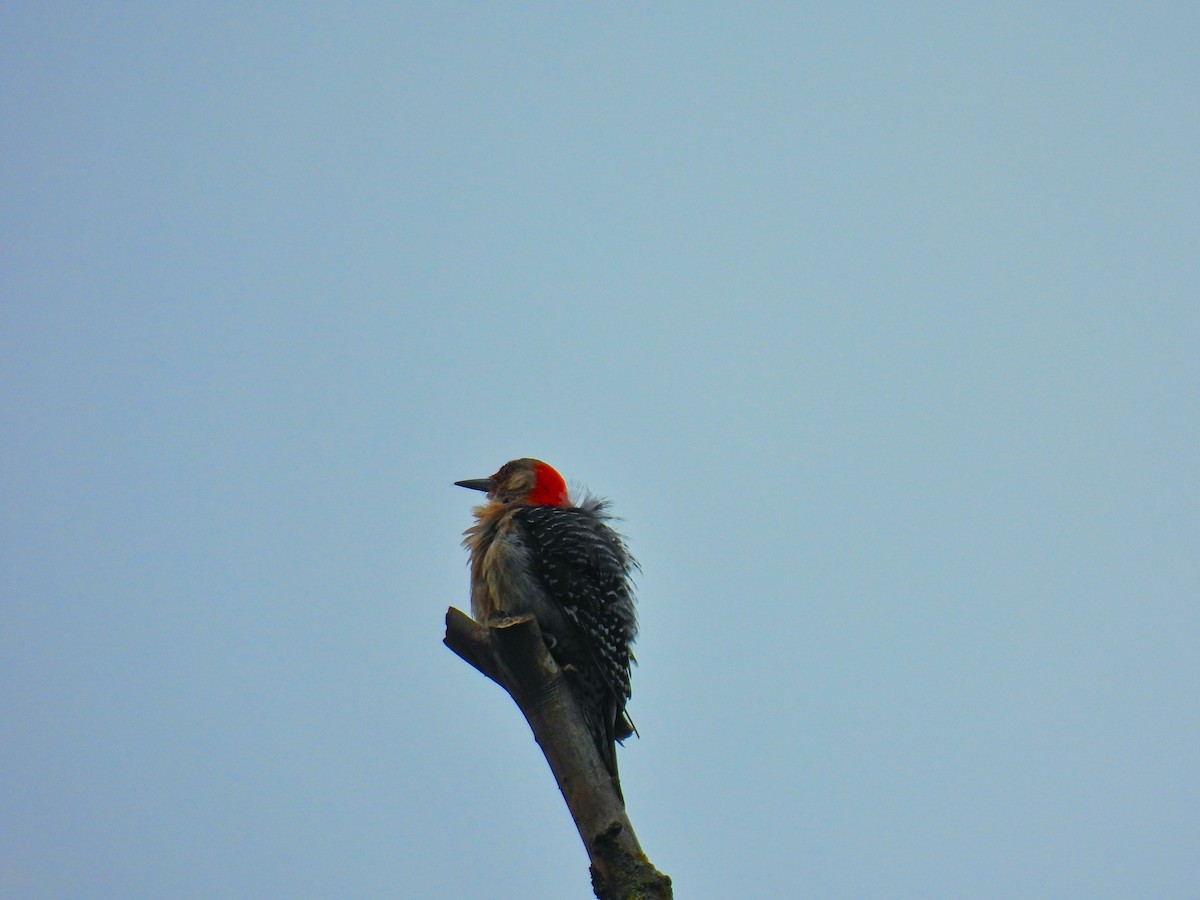 Red-bellied Woodpecker - ML638643027