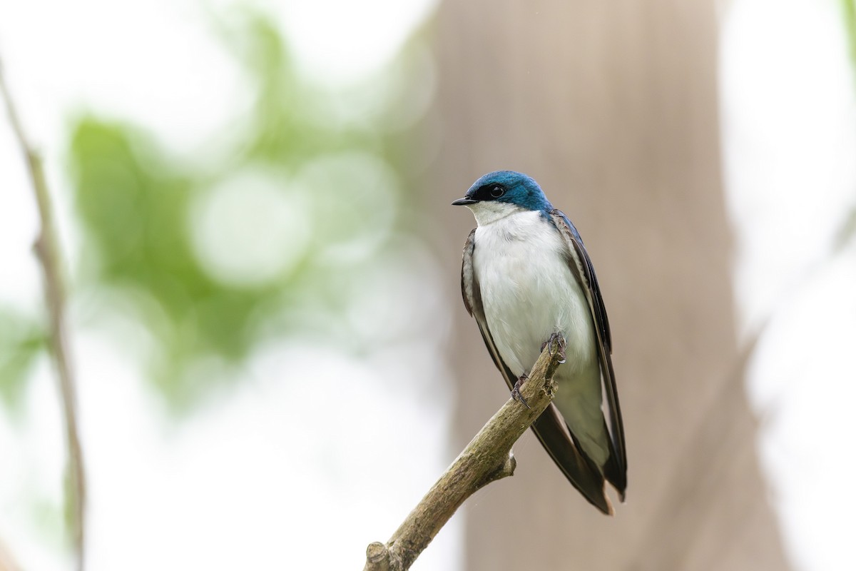 Tree Swallow - ML638643030