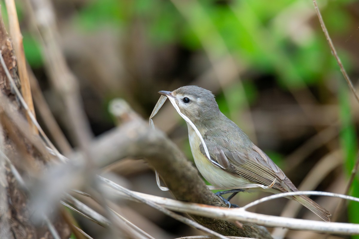 Eastern Warbling Vireo - ML638643031
