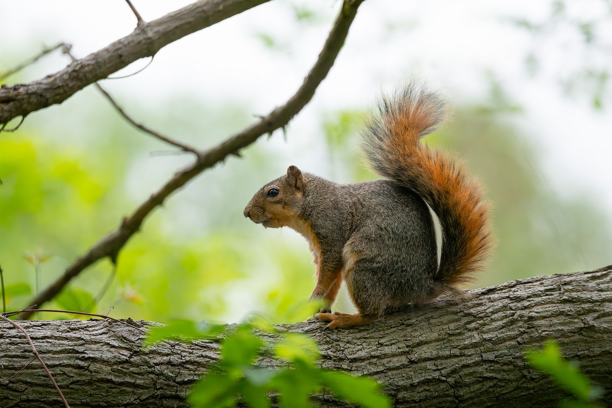 狐松鼠 - ML638643072