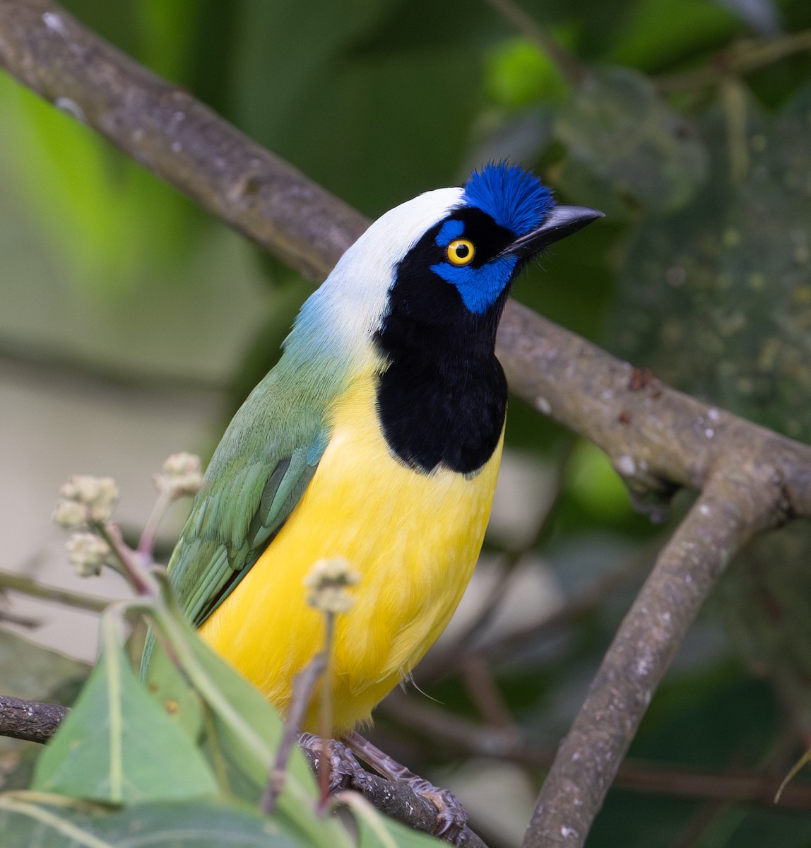 Green Jay - ML638643096
