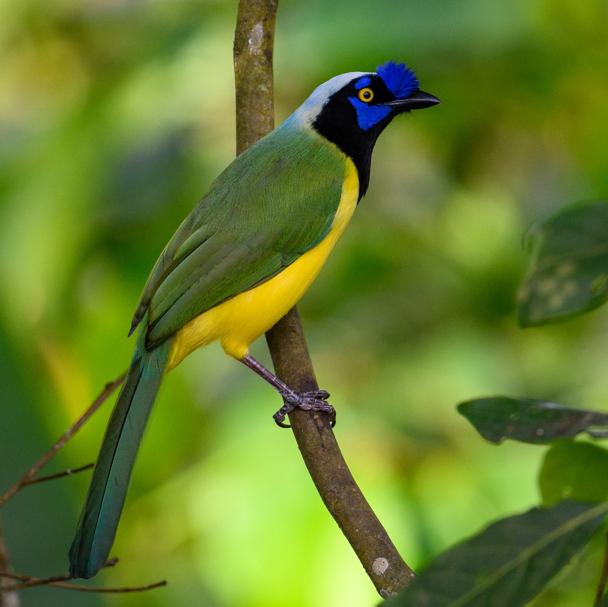 Green Jay - ML638643098
