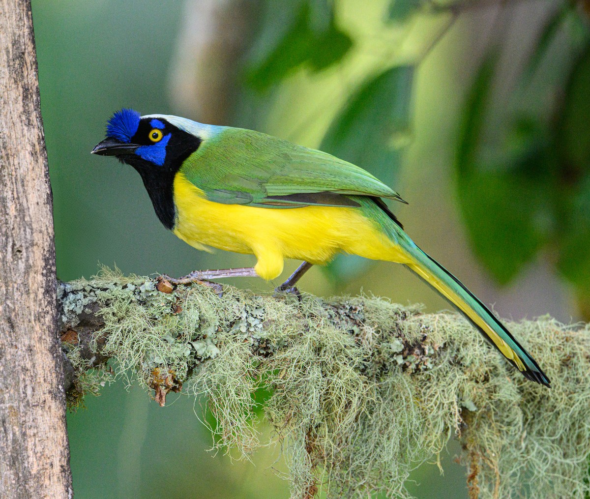 Green Jay - ML638643099