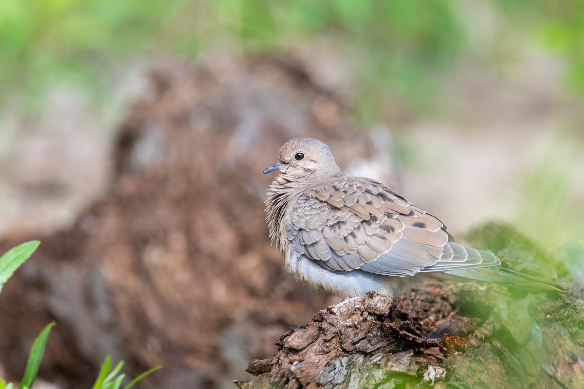 Mourning Dove - ML638643134