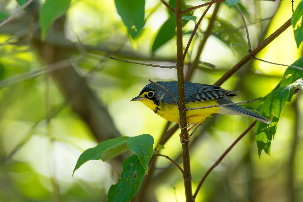 Canada Warbler - ML638643161
