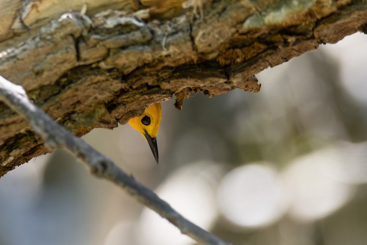 Prothonotary Warbler - ML638643177