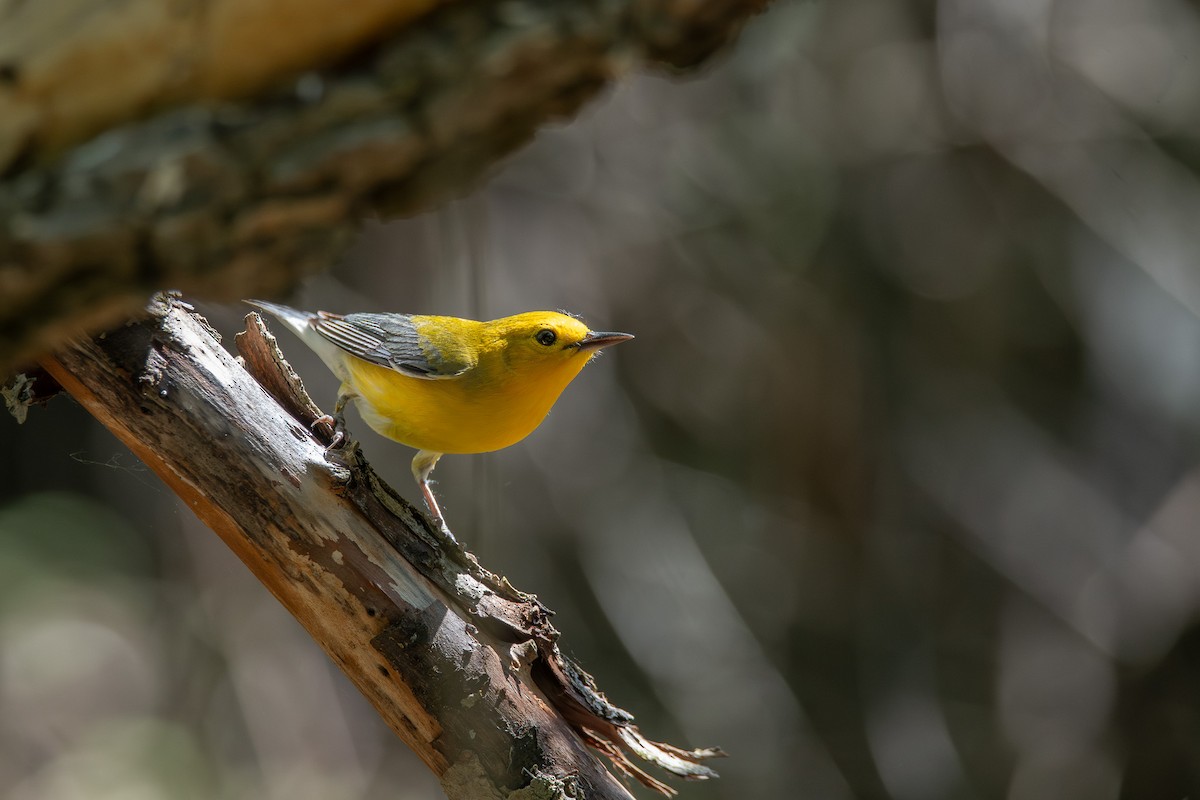 Prothonotary Warbler - ML638643179