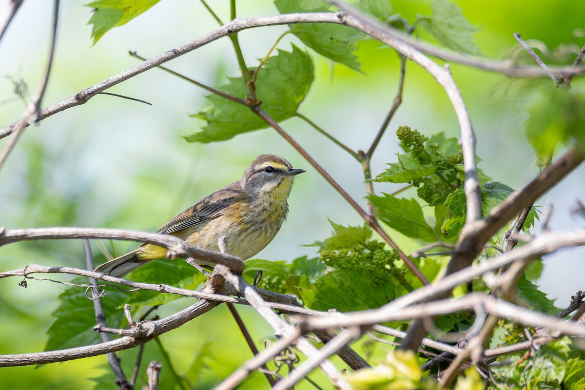 Palm Warbler (Western) - ML638643190