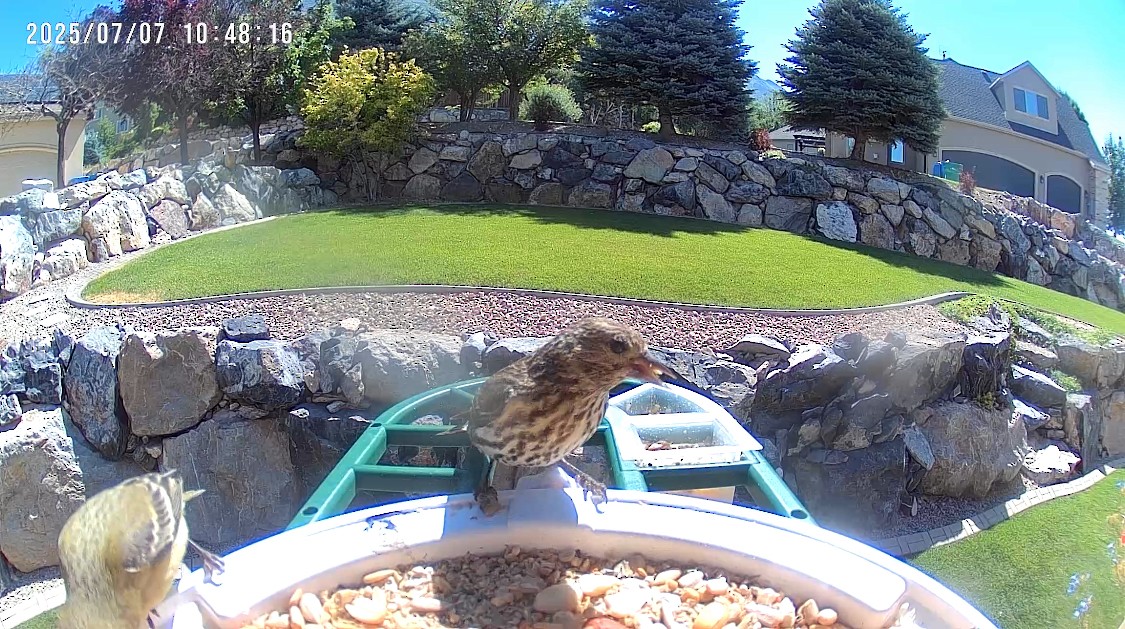 Pine Siskin - ML638643196