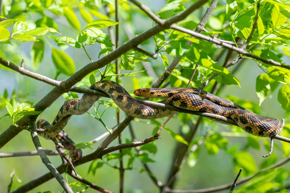 狐蛇 - ML638643224